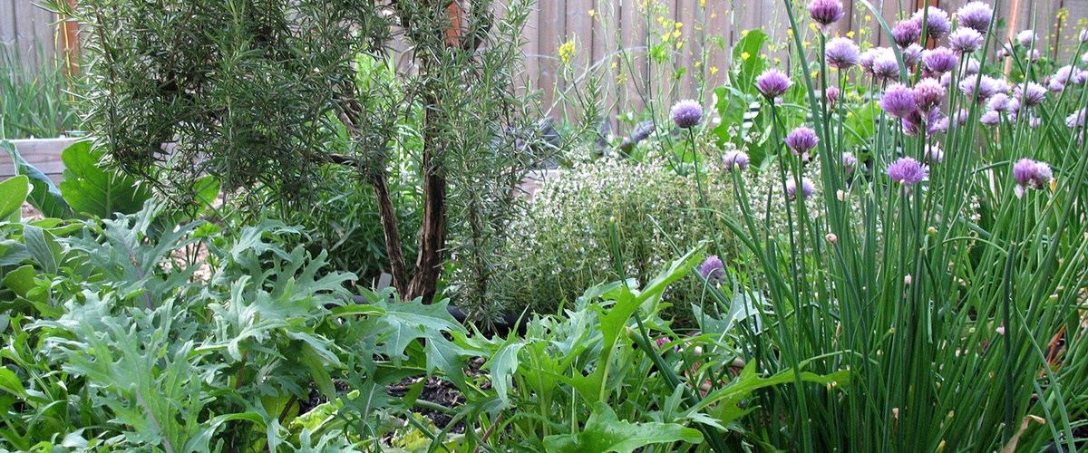 A guide to growing and harvesting edible perennials Ecohome