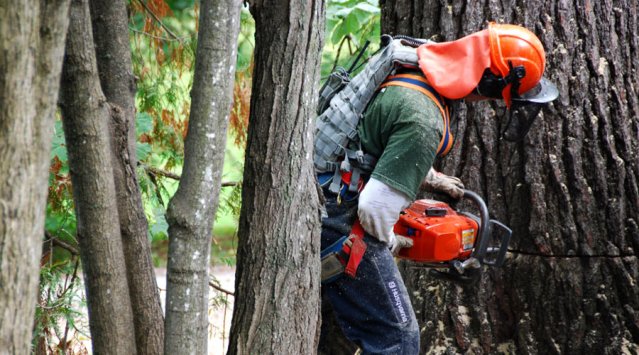 Cutting a 110 year old dying pine tree. 