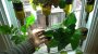 Indoor hydroponic vegetable garden