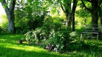 Shaded vegetable garden
