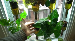 Indoor hydroponic vegetable garden
