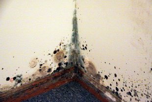 Healthy homes mold