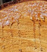 Resin (or pitch) leaking from a freshly cut pine tree