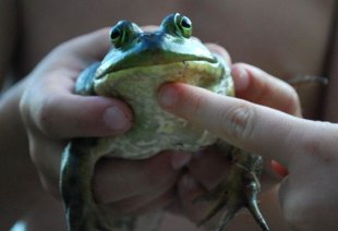 Bullfrog