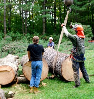 Urban logging 