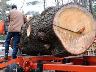 Urban logging