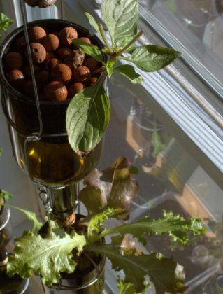 Vertical hydroponic window garden from BioCity | News | Ecohome