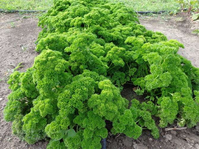 Kinburn Farms Monster Organic Parsley