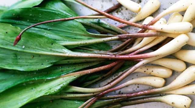 Edible Perennials Ramps