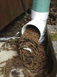 Rainwater harvesting 'first flush' clean out