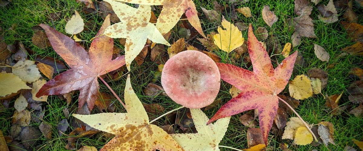 Dead Leaves in Fall To Rake, or Not to Rake? Ecohome
