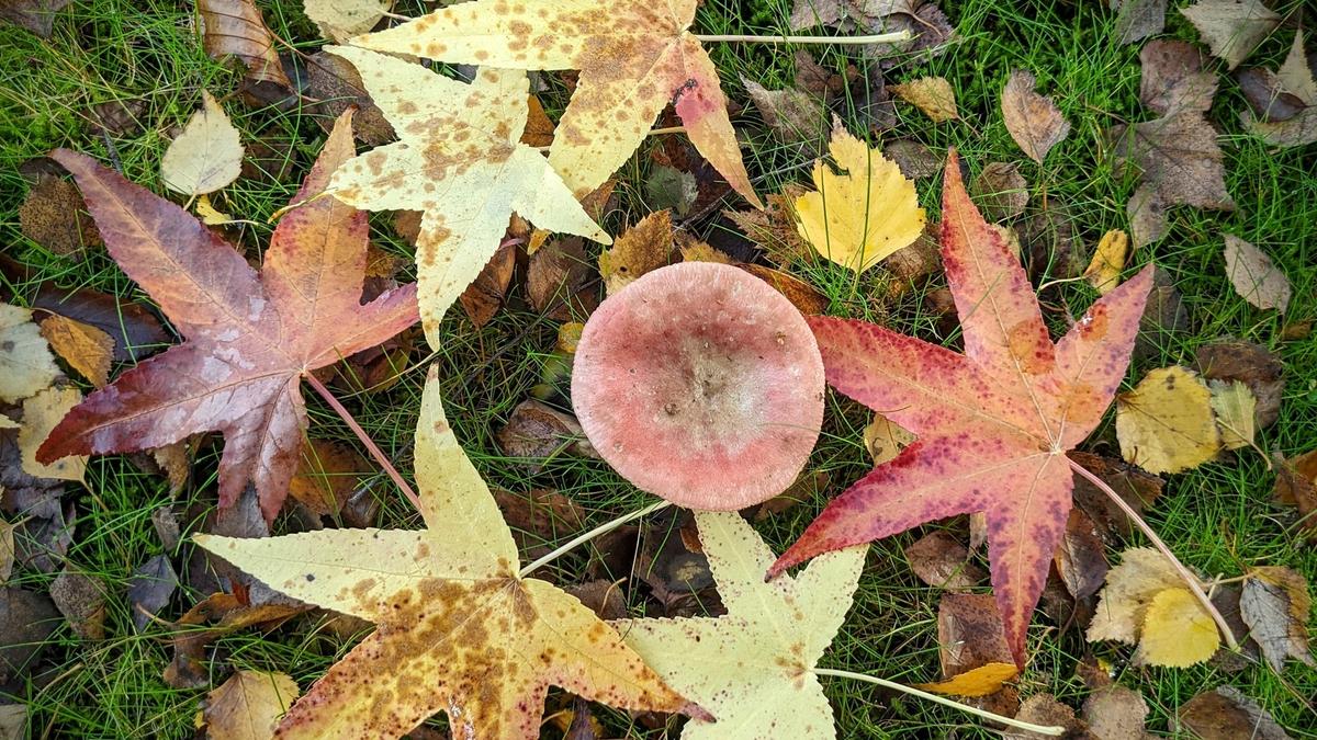 ¿Cómo aprovechar las hojas muertas del jardín en otoño? © Robert J Pierson