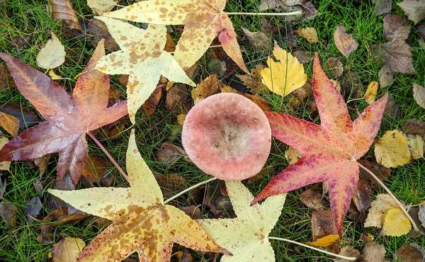How to use dead leaves in the garden in fall? © Robert J. Pierson