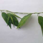 Dog Strangling Vine Invasive Species