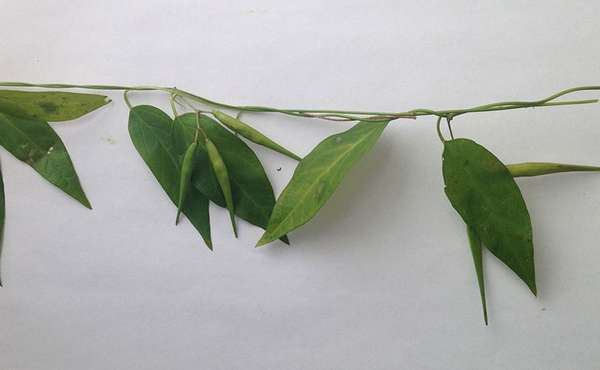 Dog Strangling Vine Invasive Species