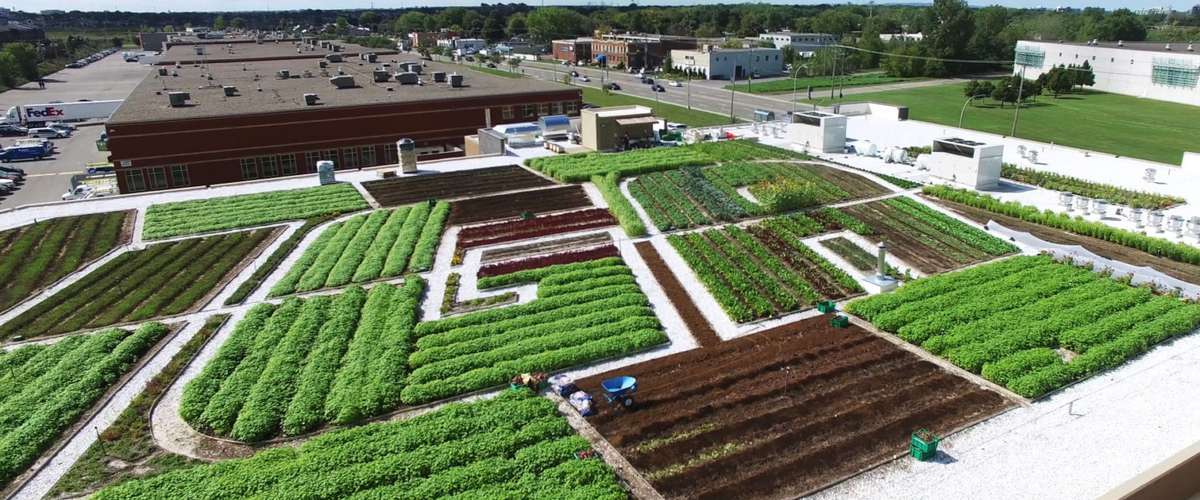 Green Roof on Canadian Grocery Store