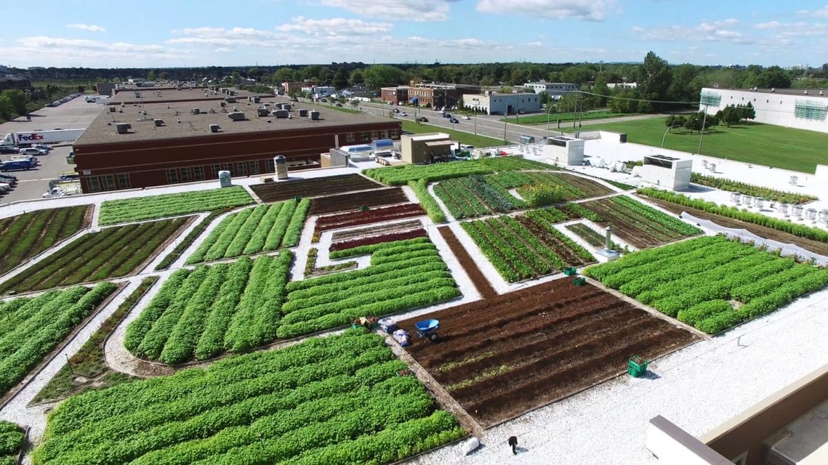 Green Roof on Canadian Grocery Store