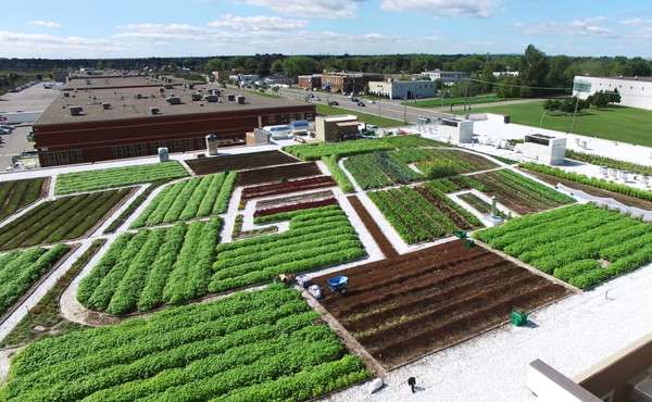 Green Roof on Canadian Grocery Store
