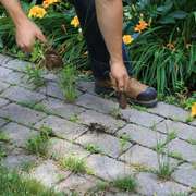 Pulling weeds from an interlock paver stone walk way.