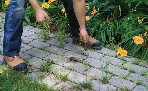 Pulling weeds from an interlock paver stone walk way.