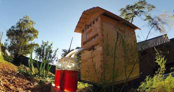 Flow Frames: A father and son revolutionize beekeeping and put honey o