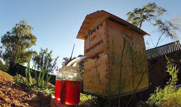 Flow Frames: A father and son revolutionize honey production