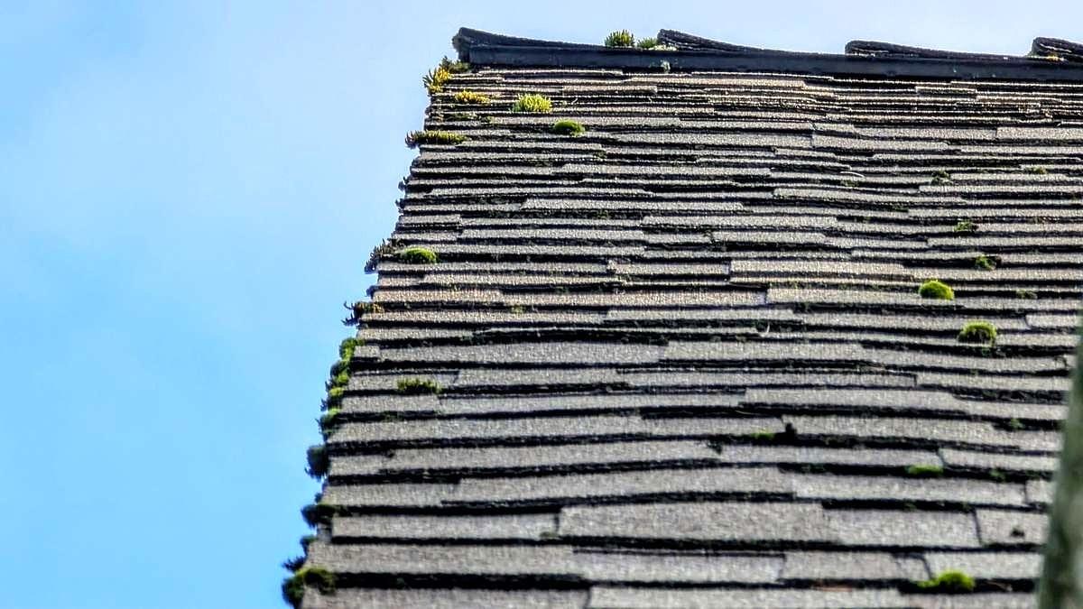 Vue rapprochée d’un bardeau de toit couvert de mousse verte et de taches sombres