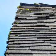 A close-up view of a roof shingle with green moss and dark algae stains on it.