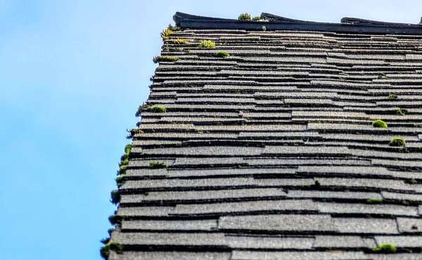 A close-up view of a roof shingle with green moss and dark algae stains on it.