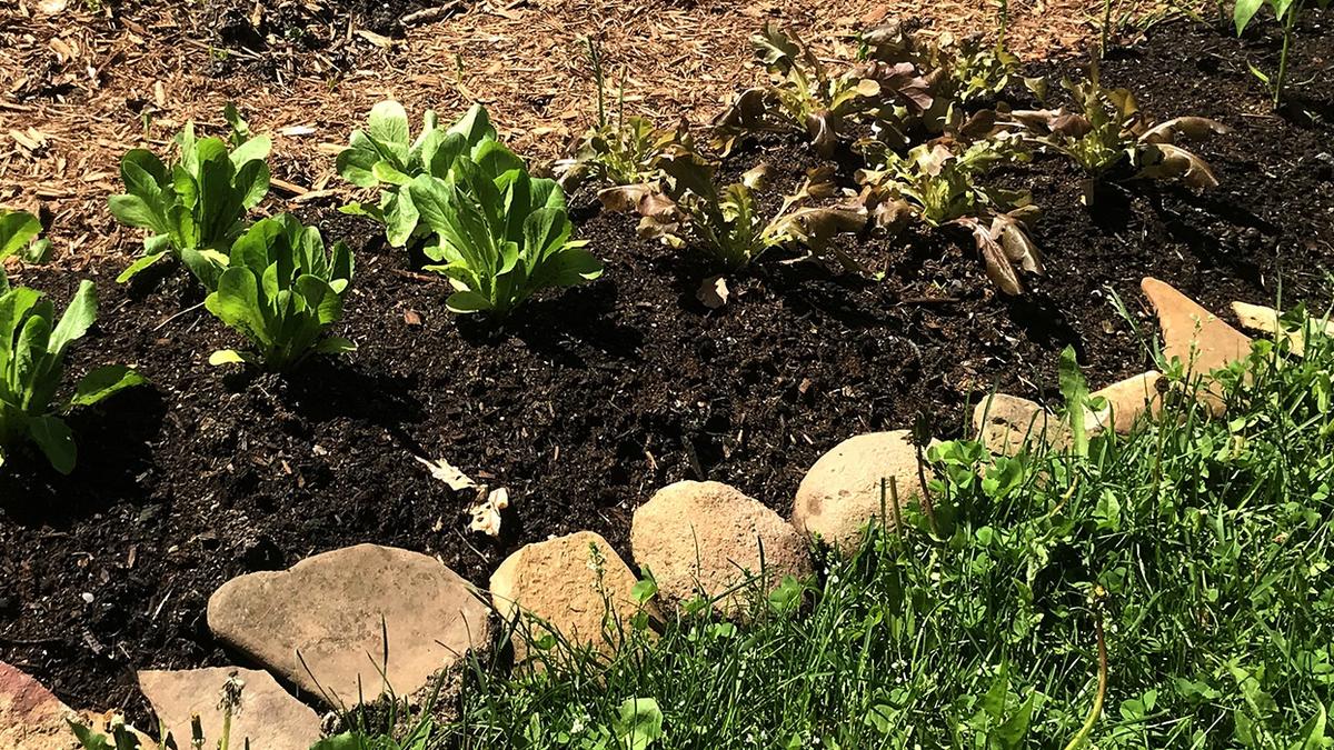 Jardinage en lasagne : avantages et inconvénients pour cultiver ses aliments