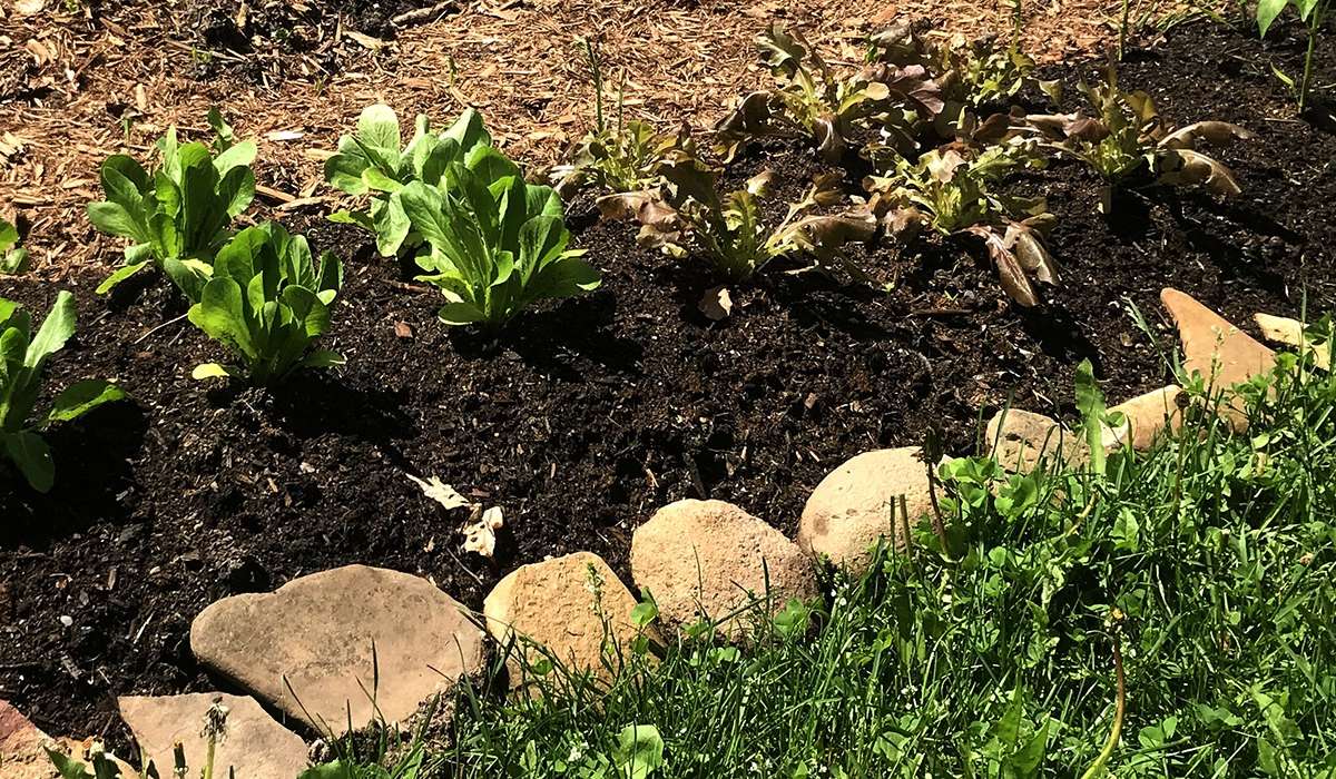 The pros & cons of lasagna gardening for growing food