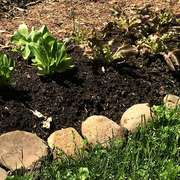 The pros & cons of lasagna gardening for growing food