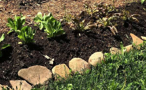 The pros & cons of lasagna gardening for growing food