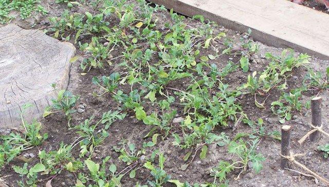 Start your won seedlings and begin growing your own foo with Kinburn F