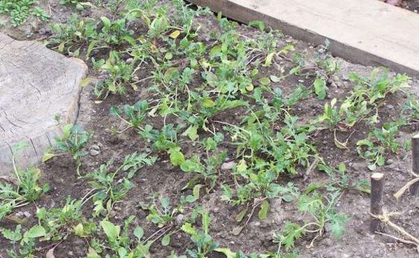 Start your won seedlings and begin growing your own foo with Kinburn F