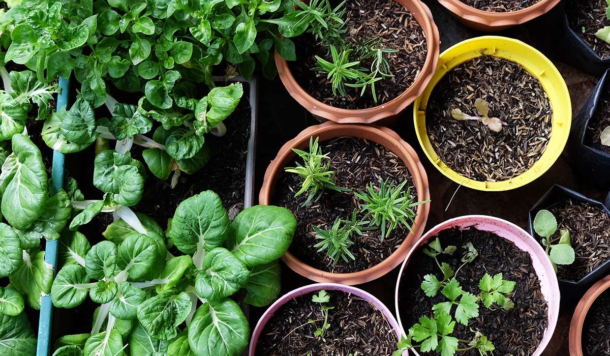 Tips for Urban Gardening and Gardening in Small Spaces