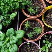 Tips for Urban Gardening and Gardening in Small Spaces