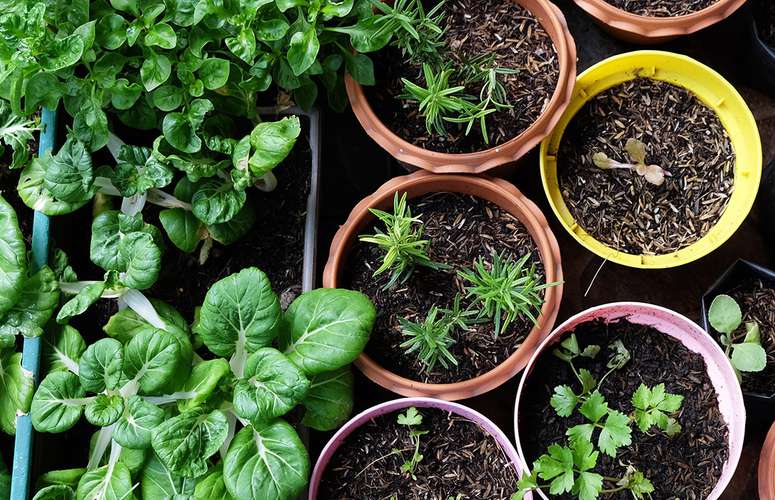 Tips for Urban Gardening and Gardening in Small Spaces