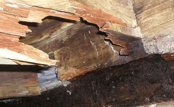 Dry Rot in Homes - The Identification, Treatment, Prevention & Repair of Dry Rot