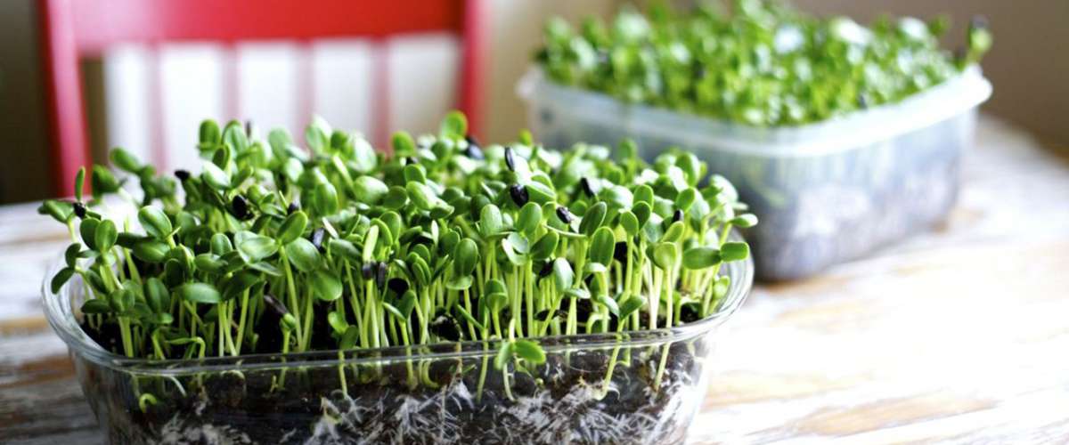 Growing Food Indoors, Vegetables for Homes & Apartments