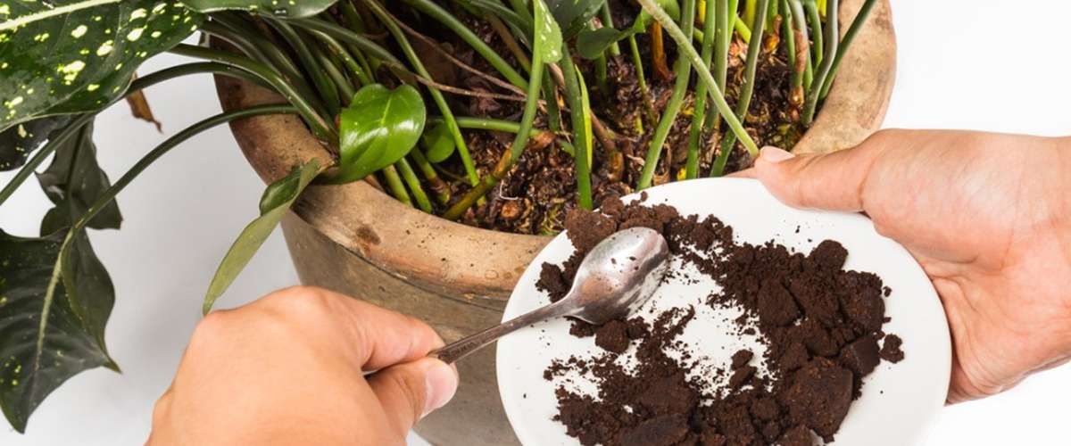 Why you should Never put Coffee Grounds In the Garden
