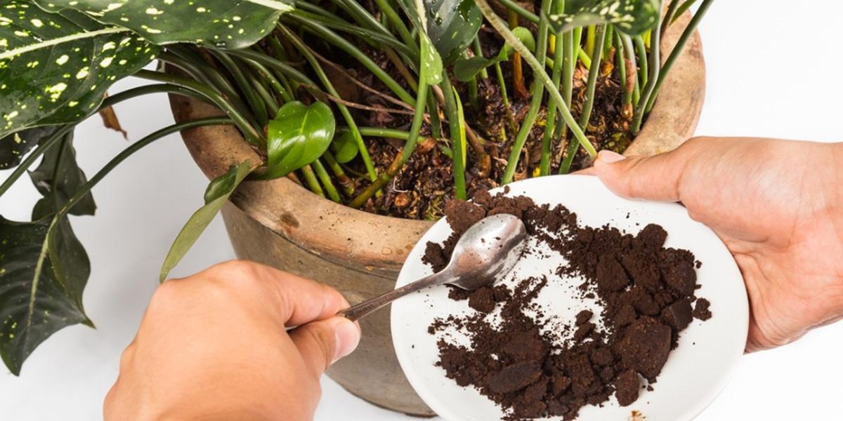 Why you should Never put Coffee Grounds In the Garden