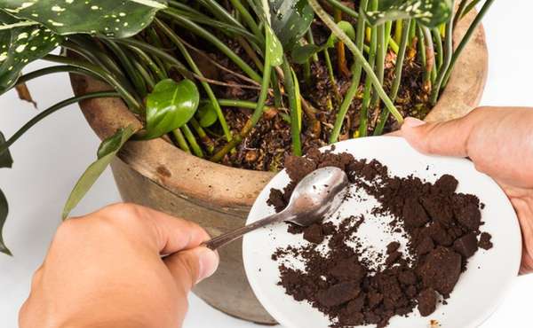 Why you should Never put Coffee Grounds In the Garden