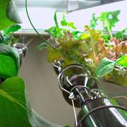 Indoor hydroponic vegetable garden