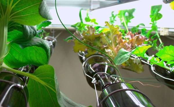 Indoor hydroponic vegetable garden
