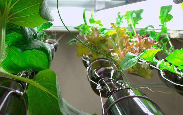 Indoor hydroponic vegetable garden