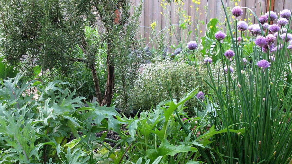 Edible Perennials