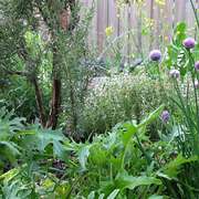 Edible Perennials