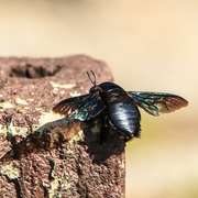 A carpenter bee with a shiny black body resting on a wooden stump near its hole