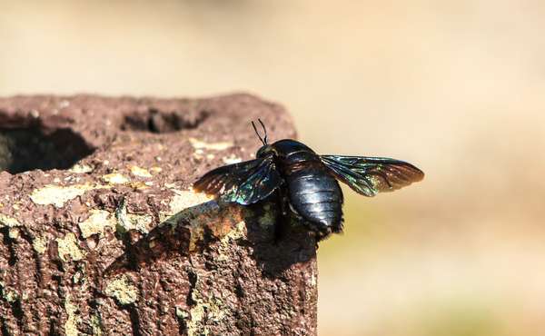 A carpenter bee with a shiny black body resting on a wooden stump near its hole